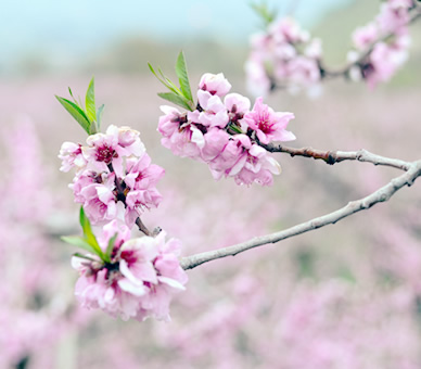 桜の花