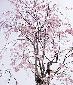 枝垂桜